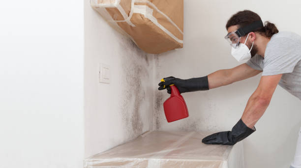 Professional Attic Mold Remediation technician working in Hollywood, FL