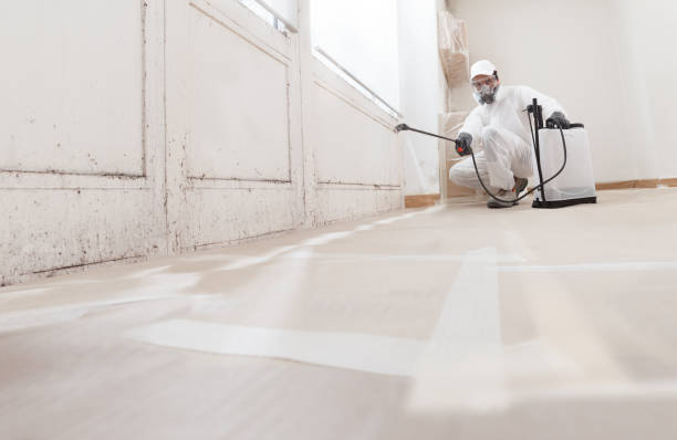 24/7 Emergency Attic Mold Remediation experts in Hollywood, FL